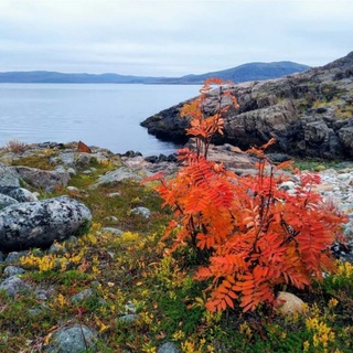 Логотип @arctic_travel - Мурманск путешествия