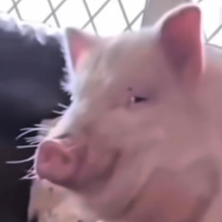 Логотип @arhipzor - Arhipzor L2