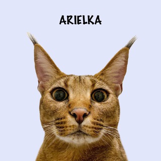 Логотип @ariel_caracat - Ariel Caracat