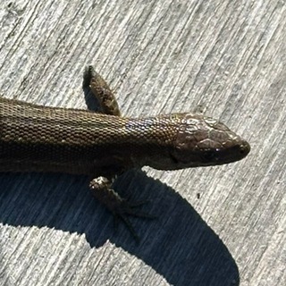 Логотип @arinadubkova1 - А кто это?