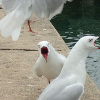 Логотип @arktchaiki - Арктические чайки