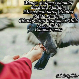 Логотип @armonimsan_com - Bebaxoginam