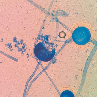 Логотип @articulosid - Infecto-artículos 🦠🧫💊