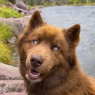 Логотип @artist_scorner - ~•✨artists corner✨•~