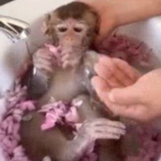 Логотип @artovchat - артоввввввв