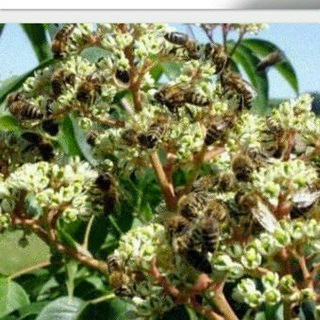 Логотип @asalarichilik_1 - 🐝🐝ASALARICHILIK🐝🐝 rasmiy gurupasi