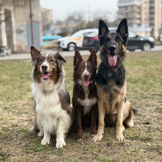 Логотип @ashleyandnamiko228 - АШОТ