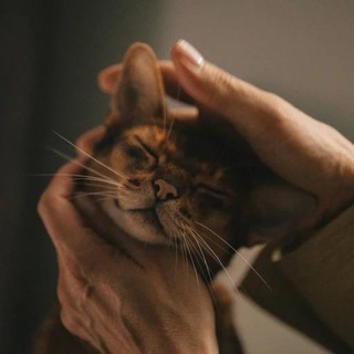 Логотип @asin_abik - АСИН: Кошачьи истории