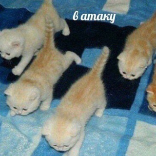 Логотип @aspid_02 - отбросы 23