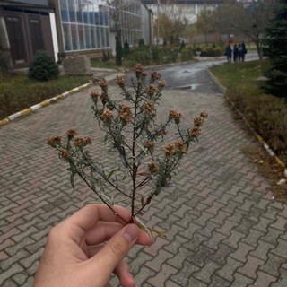 Логотип @aspidfavaid - ابن سليبان