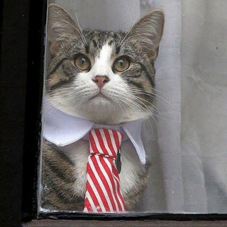 Логотип @assangecat - Кот Ассанжа 🐱