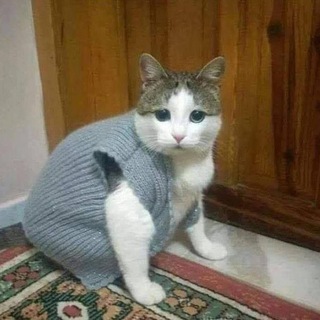 Логотип @astoldbyjane - Как говорит Женя