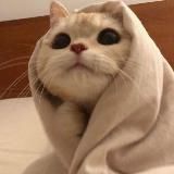 гороскопыч