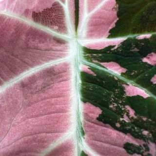 Логотип @asya_plants - asya_plants