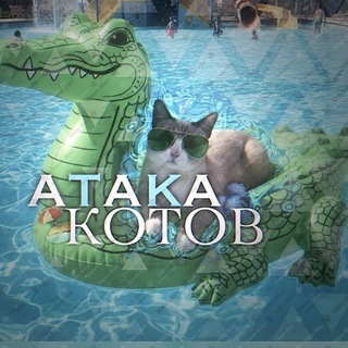Логотип @atakakotov - Атака Котов | Кот & Пёс 🩴