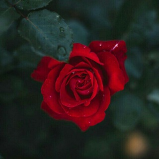 Логотип @atirgullar55 - ꧁༺🌹Atirgullar chat🌹༻꧂