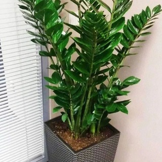 Логотип @atomyzerewshaa - Растения 🪴🪴🪴🧚