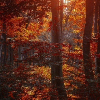 Логотип @aurora_borealis_mo - aurora borealis - Мирланда Ойтен|18+|