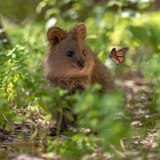 Логотип @australianchannel - Австралия 🇦🇺 || Иммиграция в Австралию || Переезд в Австралию || Учеба в Австралии || Рабочая или студенческая виза || Работа