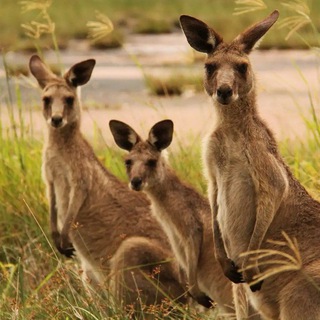 Логотип @australianstockschat - Кенгуру капитал чат