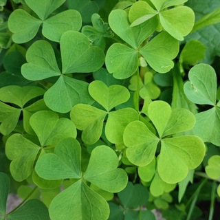 Логотип @autarkgesund - AutarkGesund 🌱🍀