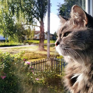 Логотип @authoorial - Общение со вкусом