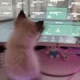 Логотип @avakirkaa - .