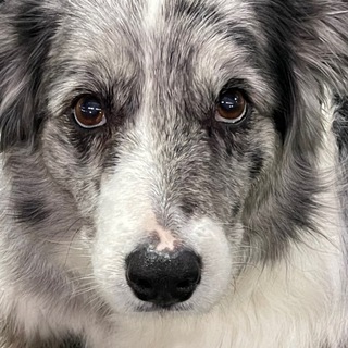 Логотип @avdeeva_dressirovka - Iceberg_jack