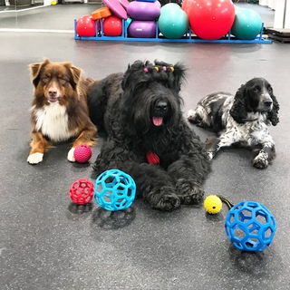 Логотип @avgavspb - Энциклопедия владельца собаки. АВ-ГАВ - дрессировка и воспитание собак