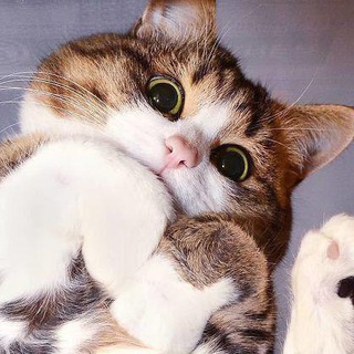 Логотип @avia_kot - Лінивий_Кіт