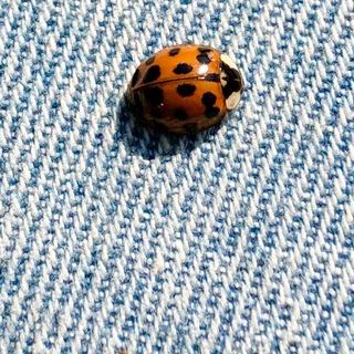 Логотип @aviafoto - Дневник наблюдений Игната