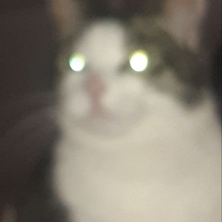 Логотип @avitolaviva - viva l'avito