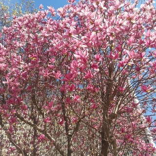 Логотип @avobeaut - @AvoBeauty