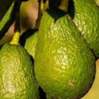 Логотип @avokado156 - Авокадо - тот еще фрукт 🥑