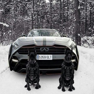 Логотип @avto_rf_r - 🇷🇺 АВТОРЫНОК 🇷🇺 !!! ПРОБЛЕМНЫХ-АВТО-РФ 🇷🇺 ☑️☑️☑️