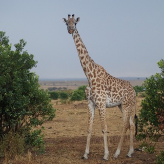 Логотип @avttourkenya - АВТОРСКАЯ ЭКСПЕДИЦИЯ В КЕНИЮ "7 дней"✈️🔥🔥