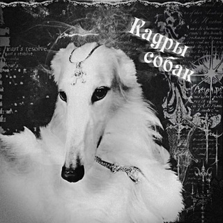 Логотип @avu_an - 🐶🕷️Кадры Собак🕷️🐶