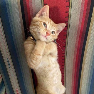 Логотип @awww_channel - Awww