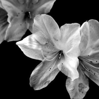 Логотип @ax66xx - красная нить