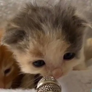 Логотип @ax_sonya_chat - Чат пирожочков