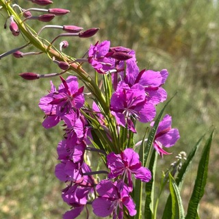 Логотип @ayur1976nellicourier - 🌿🌿🌿Нелли курьер Аюра эмчи