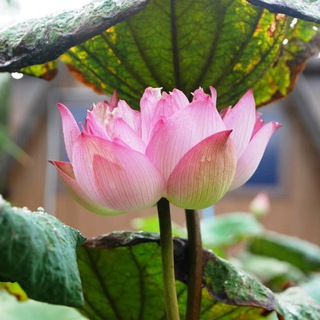 Логотип @ayurvedacademy - Аюрведа о жизни