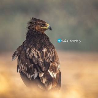 Логотип @az1z_stud1o - 🦅🖤
