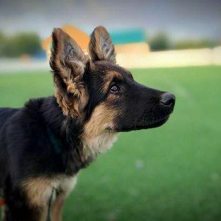 Логотип @azayuki - AZKA&YKUI