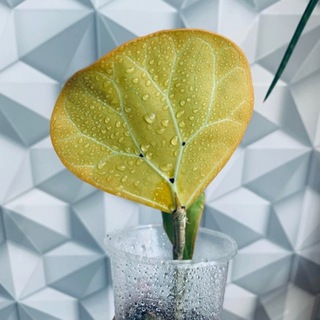 Логотип @azbuka_rasteney - azbuka_rasteney