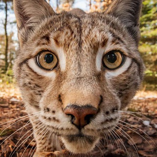 Логотип @azbukaofnature - АЗБУКА ПРИРОДЫ