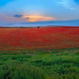 Логотип @azinfonetwork - Azerbaijan Information Network