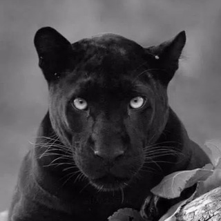 Логотип @b_c_a_t - Черная_Киса