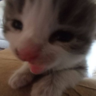 Логотип @bababbaaa - бубубубу