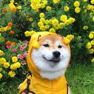 Логотип @babka_yagodka - Эрихчат